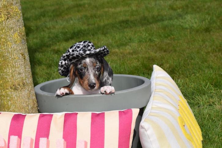 Teckel pups prachtige kleuren 🐾💛, Dieren en Toebehoren, Honden | Teckels en Dashonden, Meerdere dieren, Korthaar, Dwerg, Fokker | Professioneel