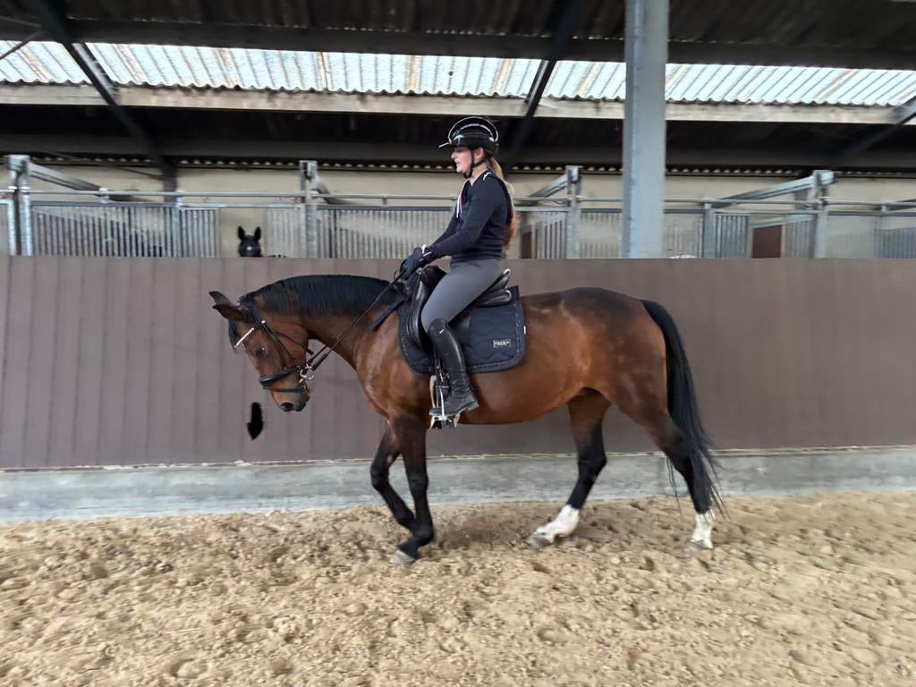 Jument de 14 ans, Animaux & Accessoires, Chevaux, Jument