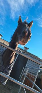 Sprzedam/zamienię, Animaux & Accessoires, Chevaux, 11 ans ou plus, 165 à 170 cm, Ne s'applique pas, Cheval de saut