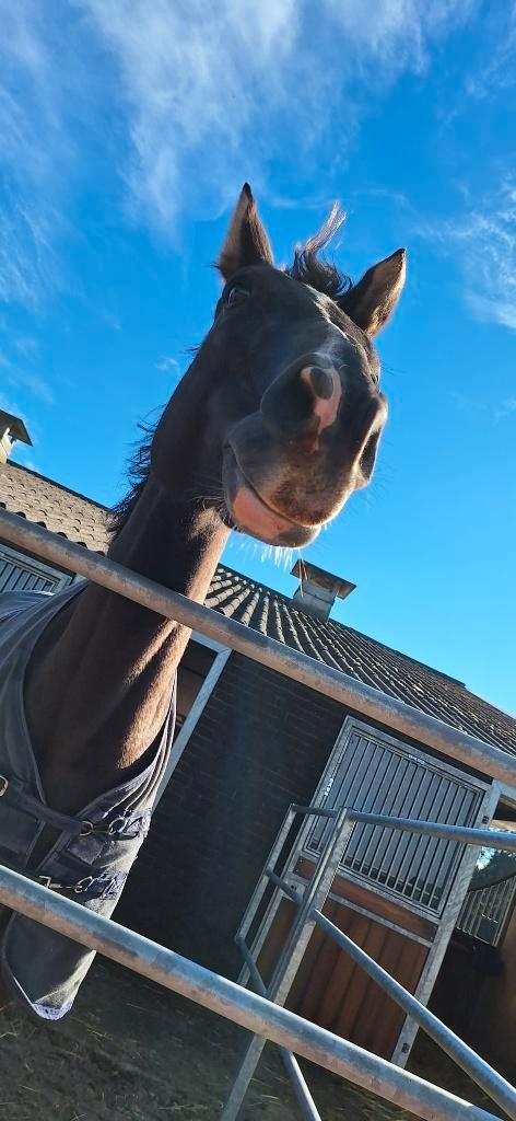 Sprzedam/zamienię, Animaux & Accessoires, Chevaux, Jument, Ne s'applique pas, 165 à 170 cm, 11 ans ou plus, Cheval de saut, Avec pedigree