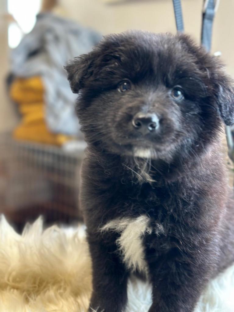 Kruising zwitserse herder x bordercolie, Parvo, België, Particulier, Reu