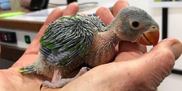 GEZOCHT. JONGEN HALSBANDPARKIET