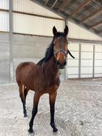 Springpaard te koop, Animaux & Accessoires, Chevaux, Avec pedigree, 170 à 175 cm, Non dressé, Cheval de saut