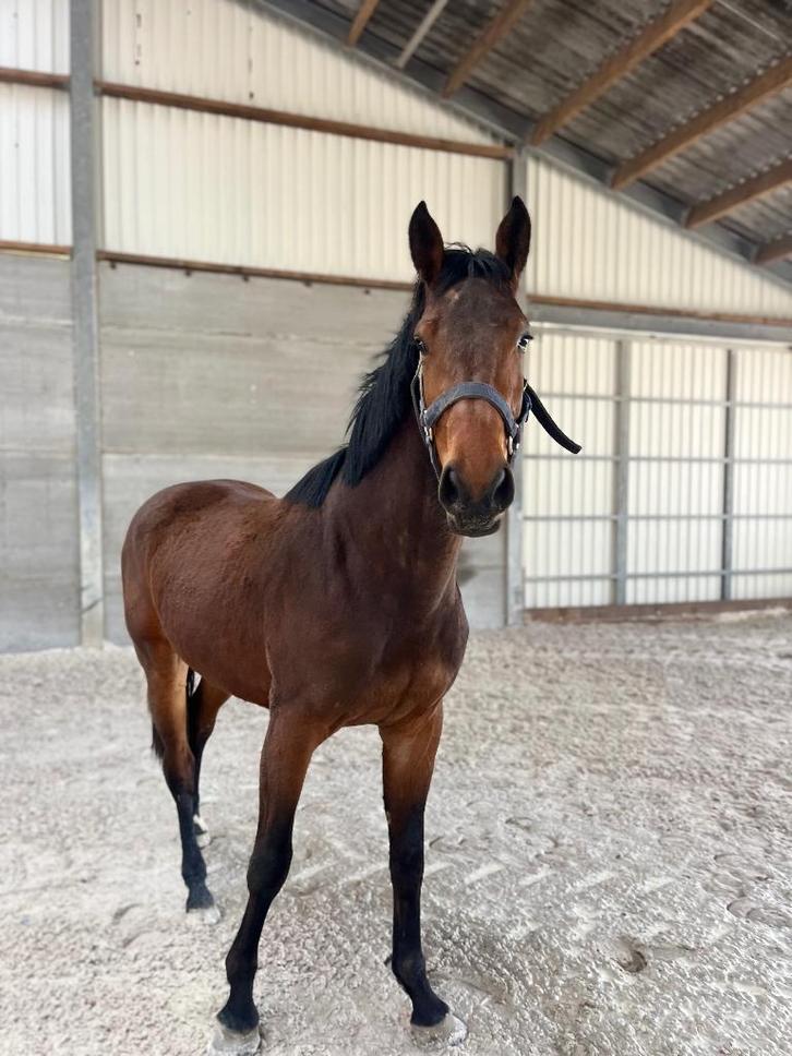 Springpaard te koop, Animaux & Accessoires, Chevaux, Jument, Non dressé, 170 à 175 cm, 3 à 6 ans, Cheval de saut, Avec pedigree