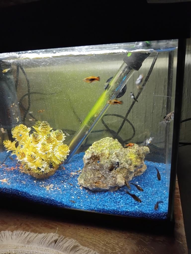 Gratis jonge visjes., Enlèvement