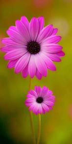 Massage relaxant, Ophalen of Verzenden