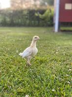 Kalkoen, parelhoen & legkip kuikens, Meerdere dieren, Overige soorten