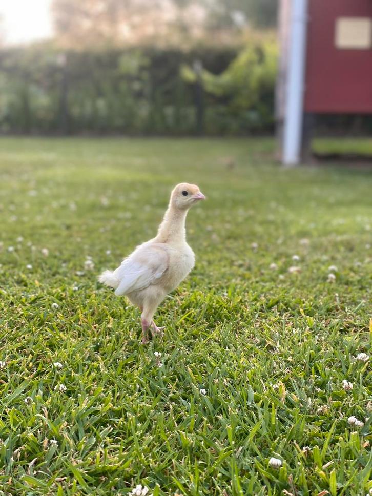 Kalkoen, parelhoen & legkip kuikens, Dieren en Toebehoren, Pluimvee, Overige soorten, Meerdere dieren