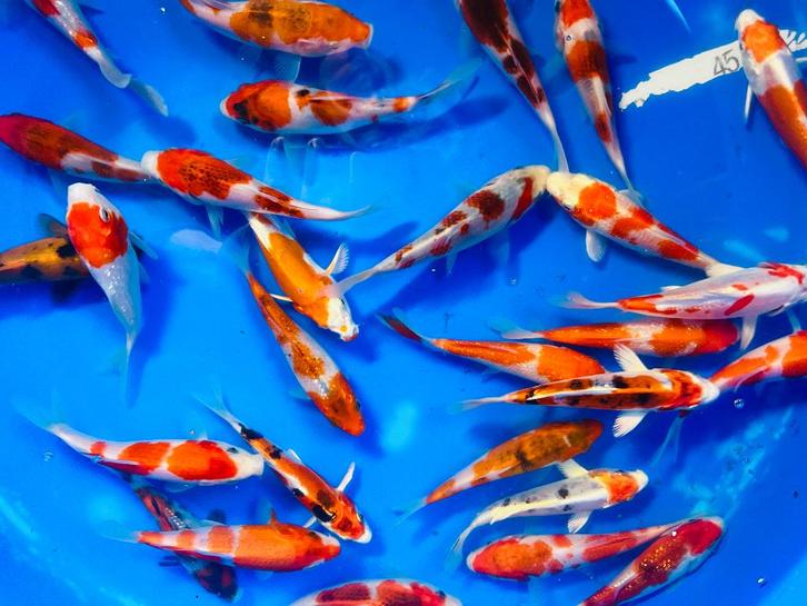 Le magnifique Tosai de Sakazume, Animaux & Accessoires, Poissons | Poissons d'étang, Carpe ou Koï