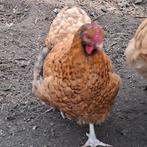 Mooie Orpington kip, Dieren en Toebehoren, Pluimvee, Kip
