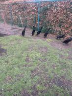 Broedeieren van mooie zwarte loopeenden, Geslacht onbekend, Eend