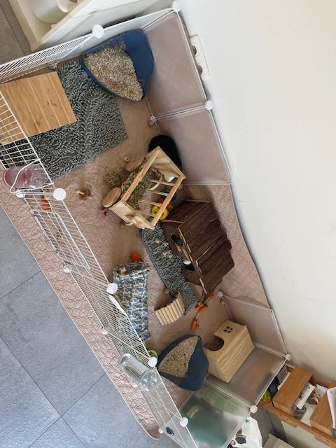 Cochons d’inde + matériel, Animaux & Accessoires, Enlèvement, Comme neuf, Cage