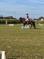 Recreatiepony te koop, Dieren en Toebehoren, Minder dan 160 cm, B, 11 jaar of ouder, Recreatiepaard