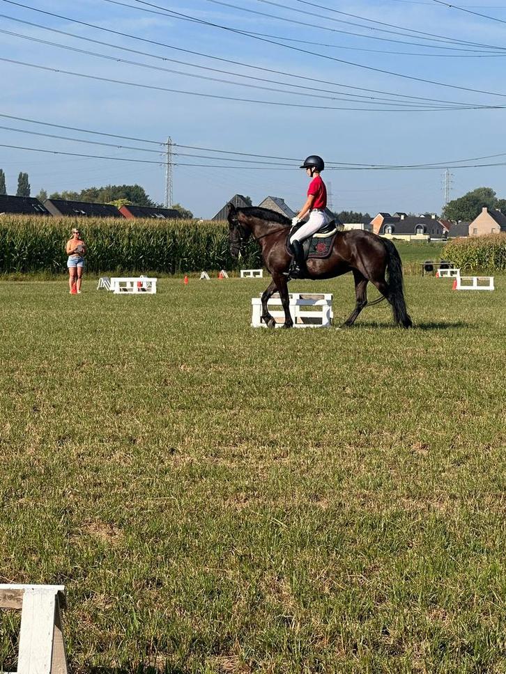 Recreatiepony te koop, Dieren en Toebehoren, Paarden, Merrie, B, Minder dan 160 cm, 11 jaar of ouder, Recreatiepaard, Gechipt