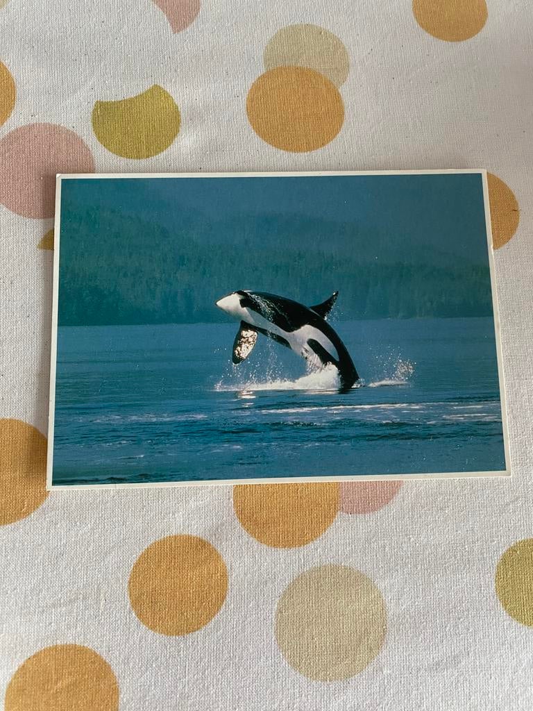 Carte postale orque, Collections, Cartes postales | Animaux, Enlèvement ou Envoi, 1980 à nos jours, Non affranchie, Animal aquatique
