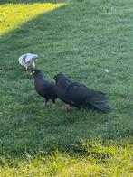 Pigeons à vendre (shpica), Animaux & Accessoires, Plusieurs animaux, Autres espèces