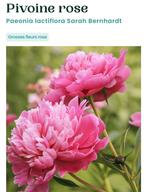 Plant de Pivoine rose, Jardin & Terrasse, Enlèvement, Été, Plante fixe, Autres espèces