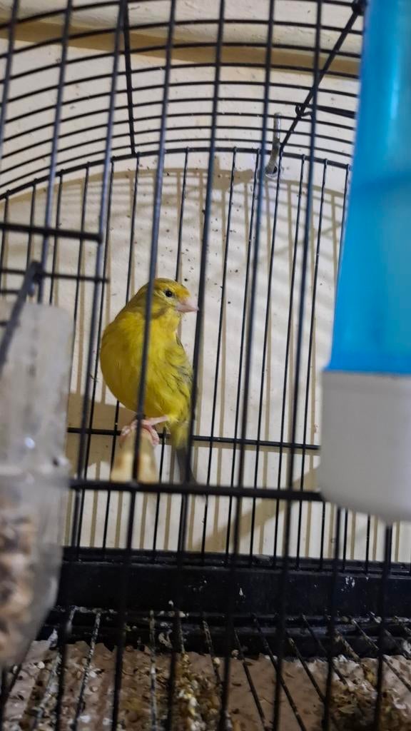 Canari mal 25€, Animaux & Accessoires