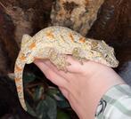 Rachodactylus auriculatus, Animaux & Accessoires, Enlèvement