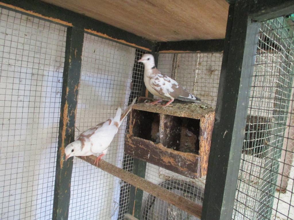 animaux, Enlèvement, Utilisé, Oiseaux, Divers