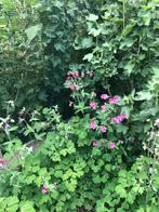 Akelei vaste plant 3euro/stuk, Ophalen of Verzenden, Vaste plant