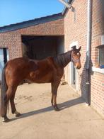 Hongre, Met stamboom, Ruin, Niet van toepassing, Recreatiepaard
