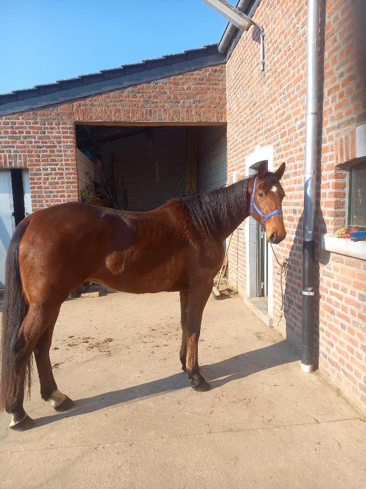 Hongre, Dieren en Toebehoren, Paarden, Ruin, Niet van toepassing, 165 tot 170 cm, Recreatiepaard, Met stamboom, Gechipt, Ontwormd