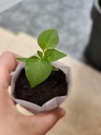 Aji Piura | Peper planten, Enlèvement