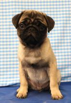 Des chiots Carlin super mignons !, 15 semaines à 1 an, Étranger, Chien (mâle), Hépatite contagieuse (maladie de Rubarth)