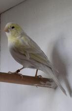 kanariemannetje agaat opaal geel mozaïek, Mâle, Canari de couleur