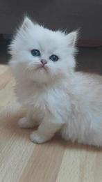 Chatons Persan Chinchilla à réserver, Poes, Gechipt, 0 tot 2 jaar