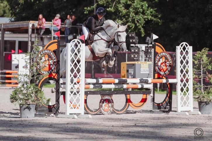 Sportpaard, Animaux & Accessoires, Chevaux, Hongre, L, Moins de 160 cm, 11 ans ou plus, Cheval de saut, Avec puce électronique