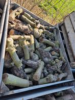 Brandhout appelbomen, Ophalen