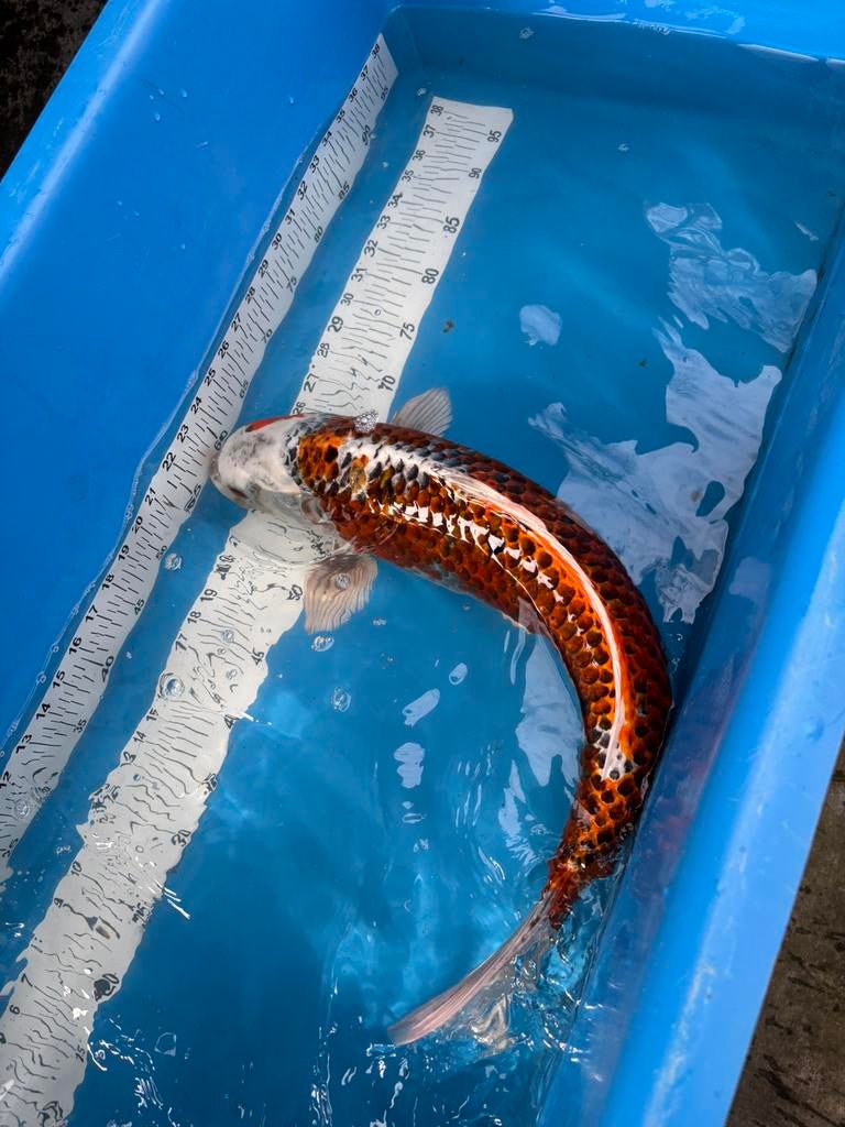 5 koi rond 55 cm, Animaux & Accessoires, Poissons | Poissons d'étang, Carpe ou Koï