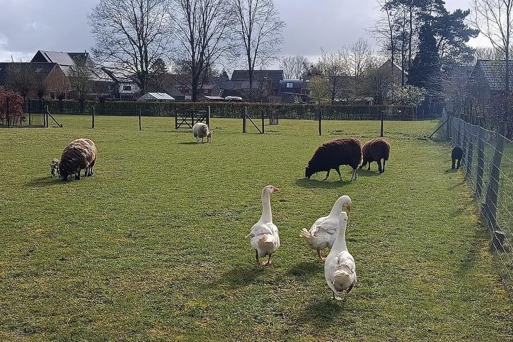 vrouwelijke witte ganzen gezocht, Dieren en Toebehoren, Pluimvee