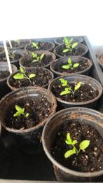 Tomaten plantjes, Tuin en Terras, Planten | Tuinplanten, Ophalen