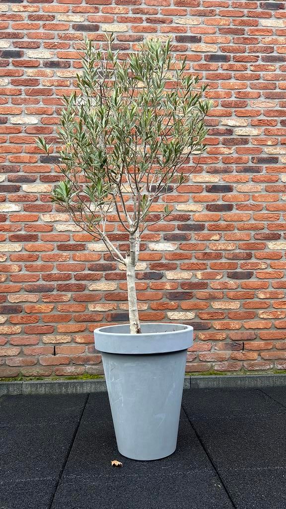 Olijfboom in pot, Tuin en Terras, Ophalen, In pot, Olijfboom