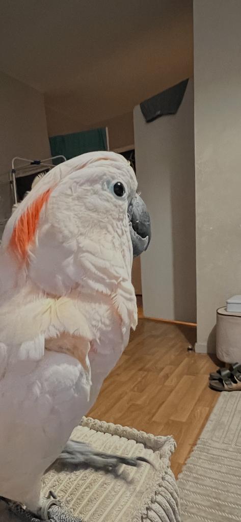 Molukse kaketoe, Dieren en Toebehoren, Mannelijk, Papegaai, Pratend