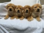 Mooie donker blonde labrador pups, Parvo, België, 8 tot 15 weken, Labrador retriever