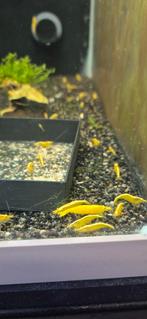 Neocaridina yellow backline hoge kwaliteit, Dieren en Toebehoren