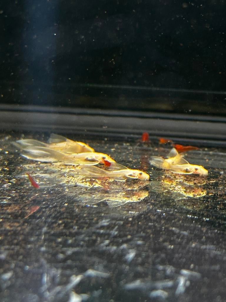 Ancistrus L144 yeux bleus à longues nageoires, Animaux & Accessoires, Poisson, Poisson d'eau douce