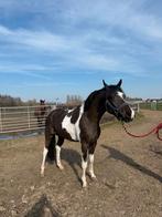 Bonte D pony , goedgekeurde dekhengst, Cesear ter Linden, Met stamboom, Springpony, Hengst, 3 tot 6 jaar