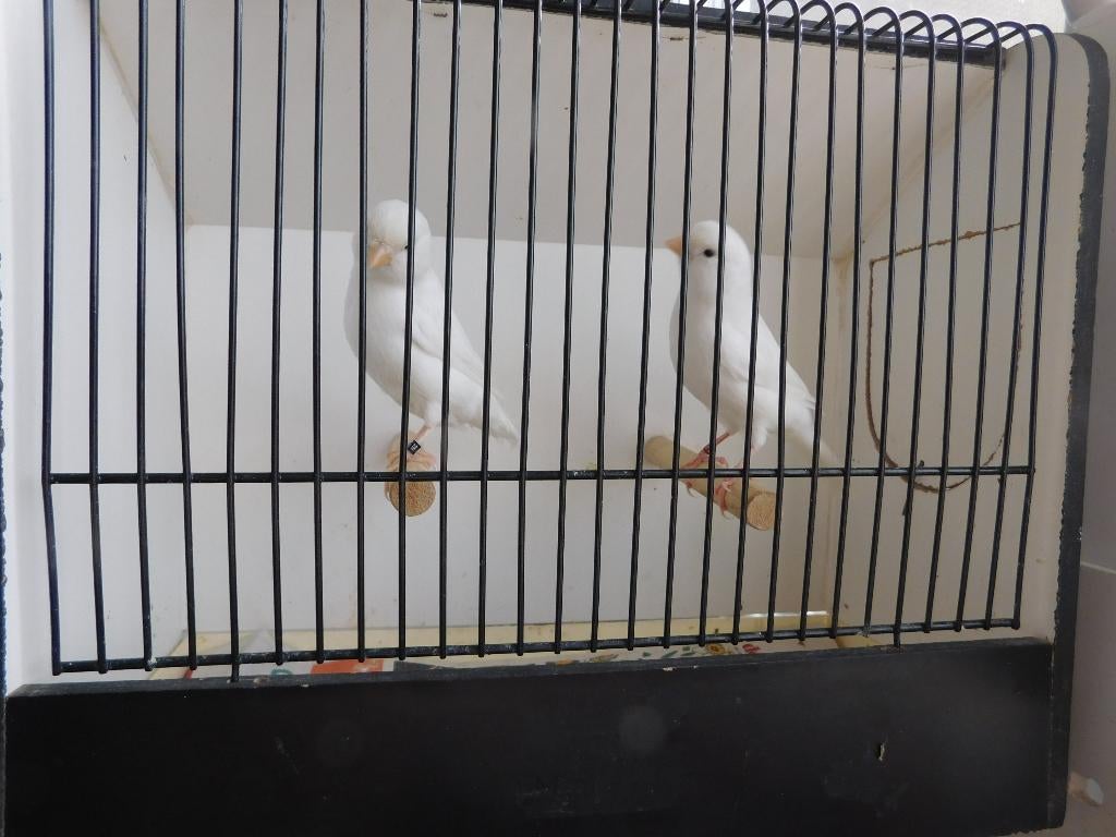 kanaries, Dieren en Toebehoren, Meerdere dieren, Kleurkanarie