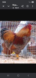 Ik zoek wyandotte groothoender haan!, Dieren en Toebehoren