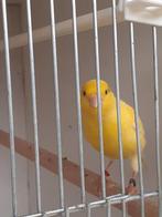3 mannen  kanaries, Dieren en Toebehoren