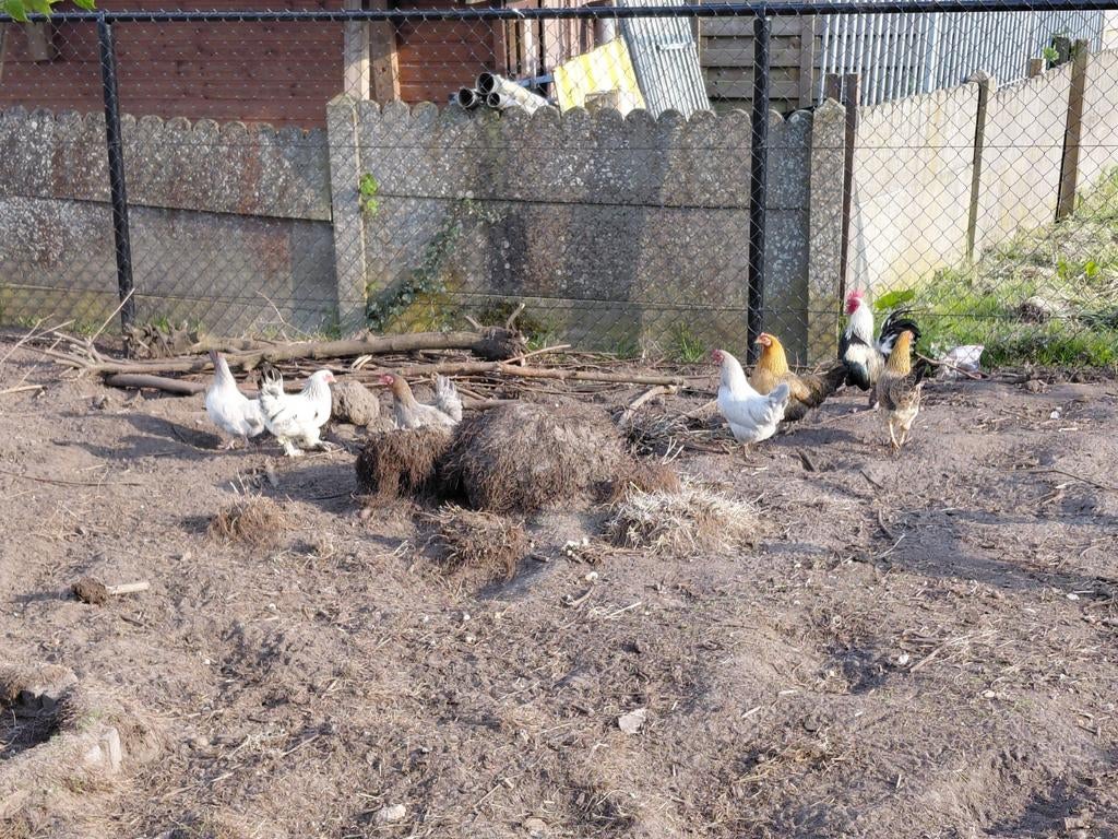 Poulet hollandais pour bébés à vendre