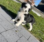 Beaux chiots Aussiedoodle, Plusieurs, Hépatite contagieuse (maladie de Rubarth), Belgique, Berger