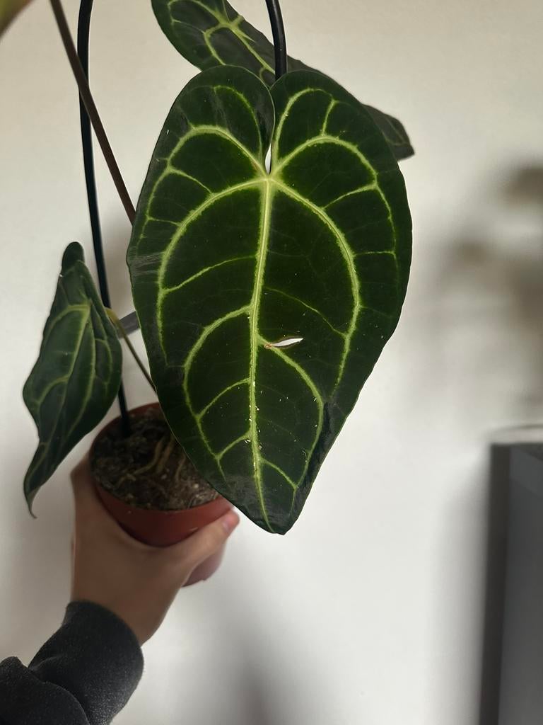 Anthurium clarinervium, Ophalen