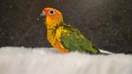Prachtige handtamme zonparkiet pop, Dieren en Toebehoren, Vrouwelijk, Geringd