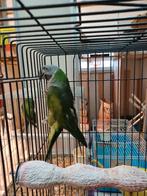 A vendre 1 couple perruche de Derby, Plusieurs animaux, Perruche